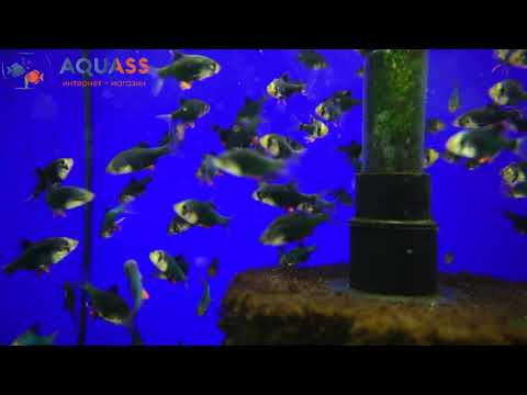 🐠Aquass - Барбус мшистый мутант (Barbus Tetrazona var. green)