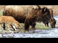 Bison Migration in Yellowstone