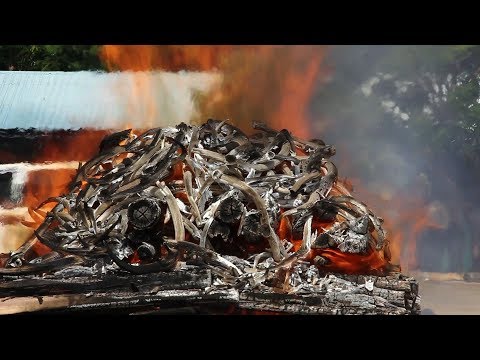 Myanmar torches $1.3-M of illegal wildlife parts