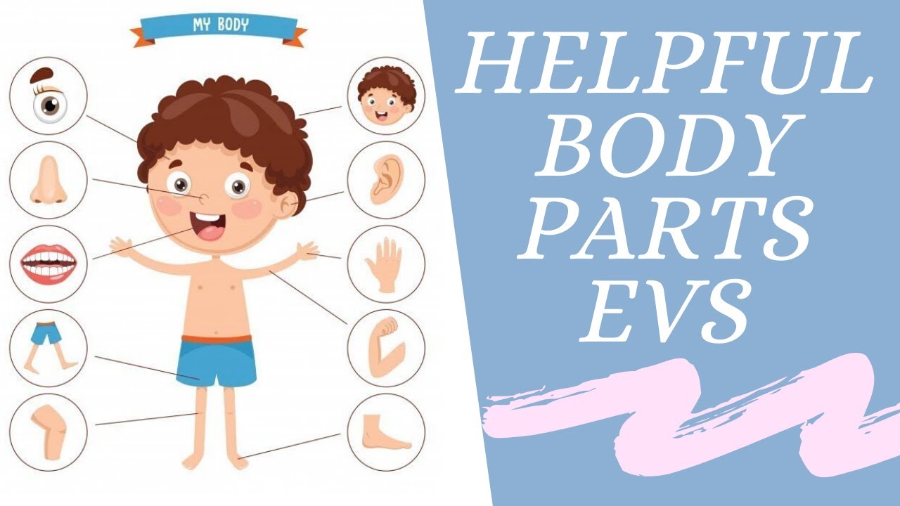 evs class 1 helpful body parts tutorial youtube