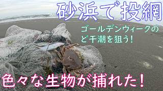 【投網】ゴールデンウイークの干潮時に九十九里の砂浜で投網をしたら色々な生物が捕れた【初夏の海】