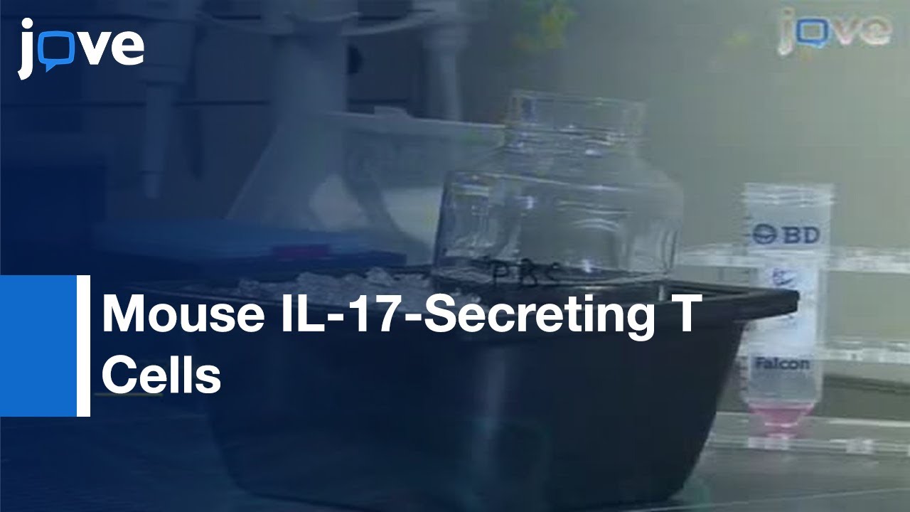 Detection & Isolation Of Viable Mouse IL-17-Secreting T Cells-Preview