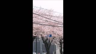 サクラ散る 歌詞 久川綾 ふりがな付 歌詞検索サイト Utaten