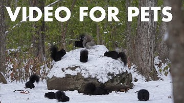 A Scurry of Squirrels in a Snowy Forest - 10 Hour Cat TV for Pets to Watch 🐱 - Nov 13, 2025