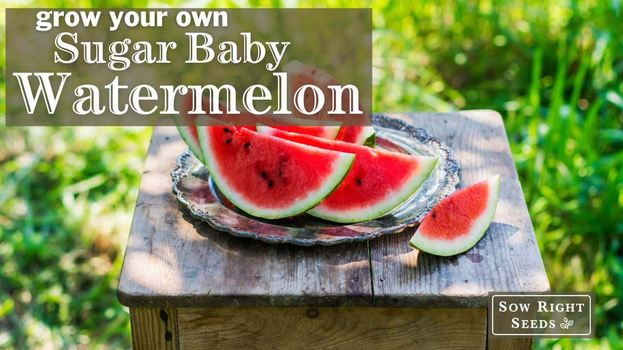 Sow Right Seeds Sugar Baby Watermelon YouTube