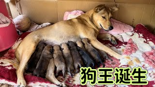养了不到一年的农村田园犬,意外怀孕竟产下11条狗,成为村里最大的狗王,这下要发财了