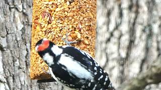 hairywoodpecker31924@mybackyard