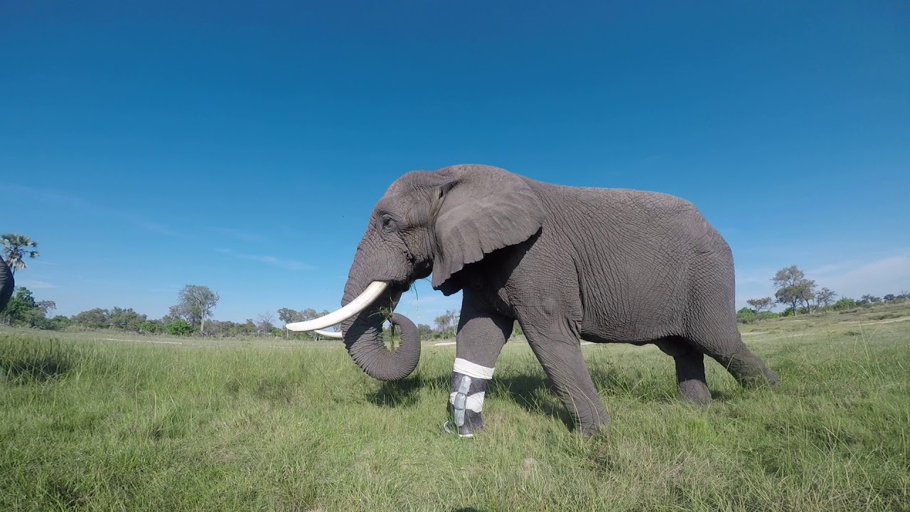 Jabu in World's First Elephant Orthotic Leg Brace YouTube