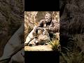 Gorilla Ends Tyrannosaurus Rex.#shorts #fantasy #kingkong #viralvideo #movie