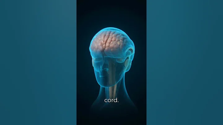 Cerebrospinal Fluid (CSF) Explained | 3D Medical Animation