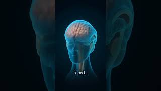 Cerebrospinal Fluid Csf Explained 3D Medical Animation