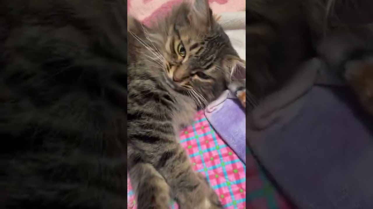 Cat Mrrp While Comfy On Bed YouTube cat-mrrp-while-comfy-on-bed-youtube
