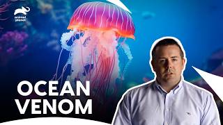 Download lagu Underwater Diver Attacked by Venomous Irukandji Jellyfish🪼| I Was Prey S1 E5 | Animal Planet India