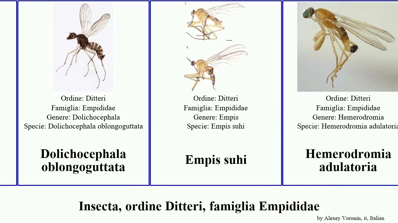 Insecta, ordine Ditteri, famiglia Empididae guttata tenella fontinalis radialis Dolichocephala