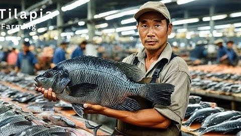 The Secrets of Raising Billions of Tilapia by Chinese Farmers Modern Farming Technologies