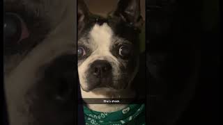 She’s shooketh👀 #shook#shooketh#bostonterrier #dog#bostonterriers#frenchbulldog#frenchbulldogs