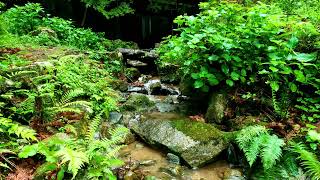 Water Flowing Down A Tranquil Stream. Relaxing Water Sounds To Fall Asleep | 5 hours