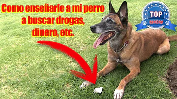 ¿Pueden los perros encontrar drogas?