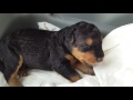 Airedale Terrier Puppies for Sale Video - S & S Family Airedales - Curly's Puppies @ 1 Week Old Airedale Terrier Puppies for Sale Video - S & S Family Airedales - Curly's Puppies @ 1 Week Old