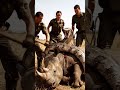 Dramatic Rescue: Rhino Freed from Giant Python’s Grip #animals #rescue #wildlife