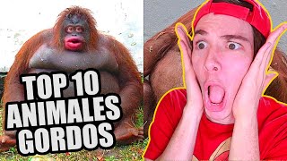 Folagor Reacciona TOP 10 ANIMALES MÁS GORDOS DEL MUNDO