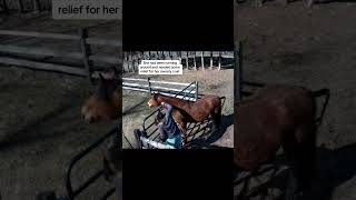 Horse is excited to see woman and rubs her head knocking her hat off
