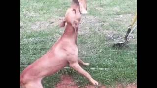 Us Having Fun On The Spring Pole