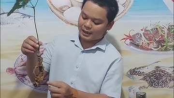 SÂM NGỌC LINH NGÂM RƯỢU