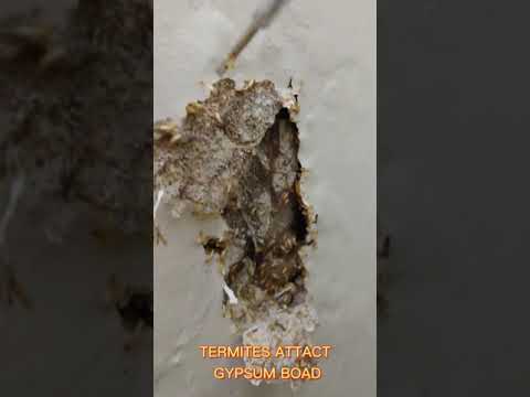 TERMITES ATTACT GYPSUM BOARD DISCOVERED By:Gwapinginfinity