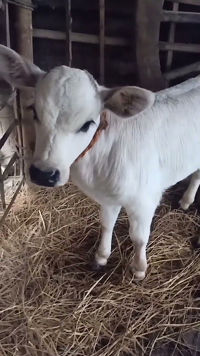 humba little baby cow sound