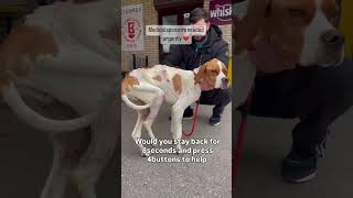 🚨 PLEASE HELP SAVE THIS YOUNG POINTER 🐶💔🙏