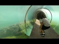 Miami zoo  otter slide  alligator tunnel