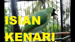 CUCAK IJO ISIAN KENARI GACOR DORR