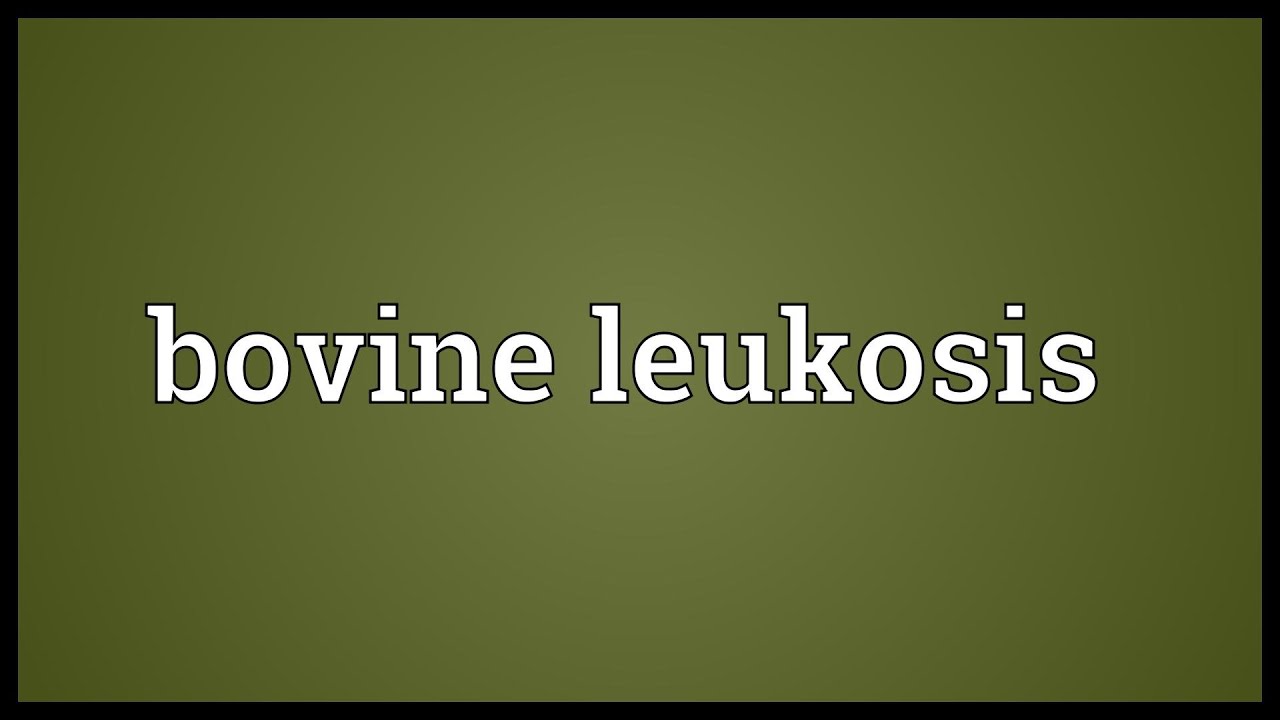 Bovine leukosis Meaning YouTube