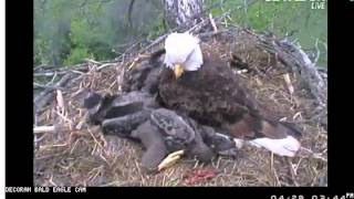 Decorah Bald Eagle and Eaglets ... Close up 04\/29\/12 3:30 PM