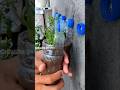 best use of plastic bottle #shorts #trending #viral #youtubeshorts #gardening #craft #diy #upload