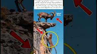 Brave Mountain Goat Defeats Cheetah#shorts#ytshorts#viral#MountainGoat#CheetahAttack#AnimalBravery