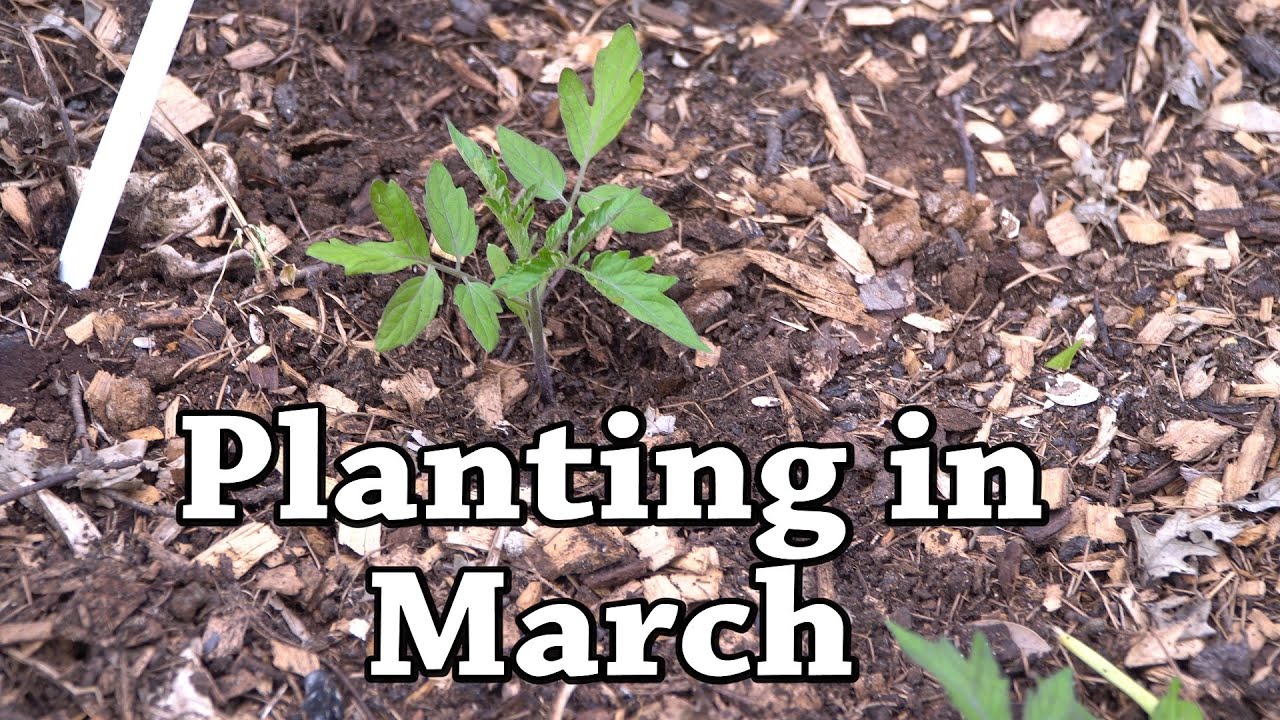 March Plantings, Tomatoes! (zone 9B) YouTube