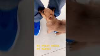 Furious puppy bites mercilessly.| Aïdi Breed | Atlas dog breed.