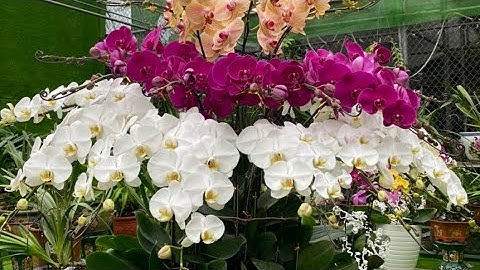 VƯỜN LAN ĐỘT BIẾN HẰNG NGA THÀNH PHỐ VŨNG TÀU TRÊN CẢ TUYỆT VỜI!