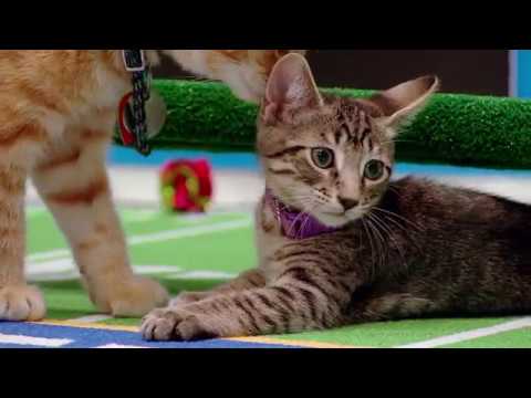 Video: Pet Scoop: Puppy Bowl in Kitten Bowl, Lab nastavi AKC Breed Popularity Record