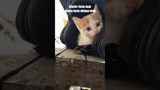 Monitor Ketua Anak Kucing Betah didalam Helm#kucing #babycat #kitten #story