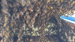 15.07.2021 Przygotowanie Do Leczenia I Miodobranie.