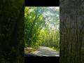 എന്തു രസം ആണല്ലേ🥰#shorts #natural #love #forest #shortfeed #youtube #trendingsong #nishanoble6401 ❤️