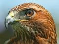 Chetan lutah  redtailed hawk  arvel bird