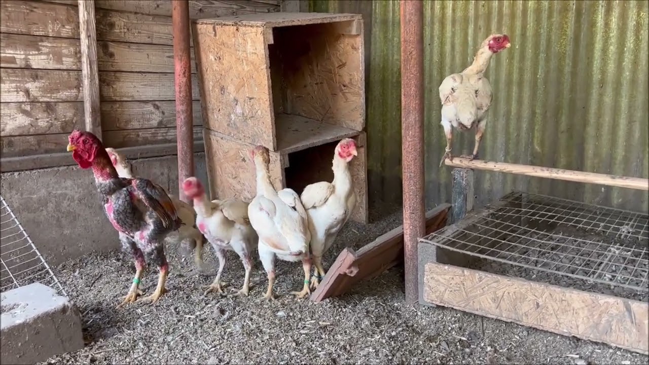 Best Ko-Shamo - YouTube