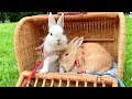 84 兄想いの弟うさぎが毛繕いする姿が可愛すぎる The Appearance Of Younger Brother Rabbit Grooming His Brother Is Too Cute 84 兄想いの弟うさぎが毛繕いする姿が可愛すぎる The Appearance Of Younger Brother Rabbit Grooming His Brother Is Too Cute