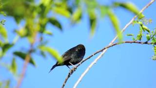 Brownheaded Cowbird.