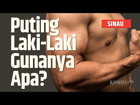 Apa Fungsi Puting Laki-Laki? | SINAU