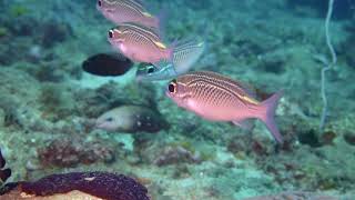 Dyc Dive - Cowry To Pinnacle - 20 Mars 2025